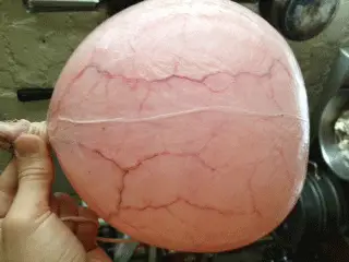 Inflated pig bladder used as a soccer ball